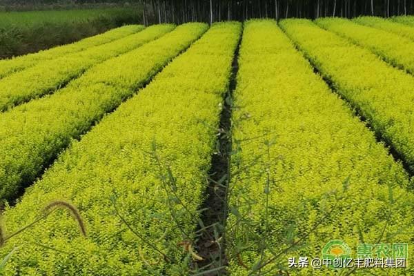 金叶女贞的种植与养护方法_https://www.86362.com_花卉_第3张