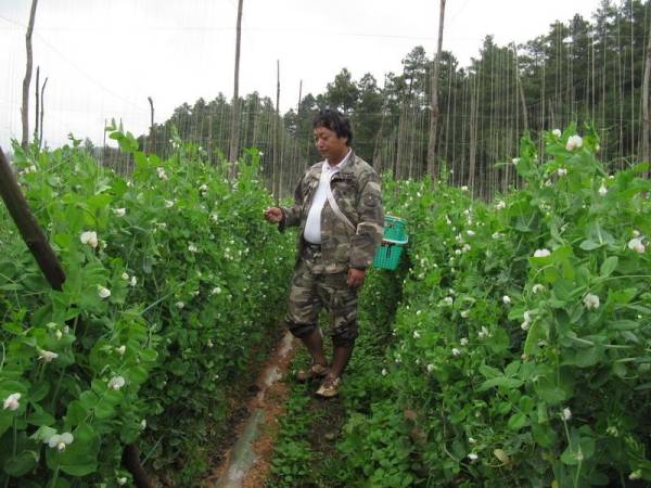 豌豆什么时候种植最好_https://www.86362.com_花卉_第3张