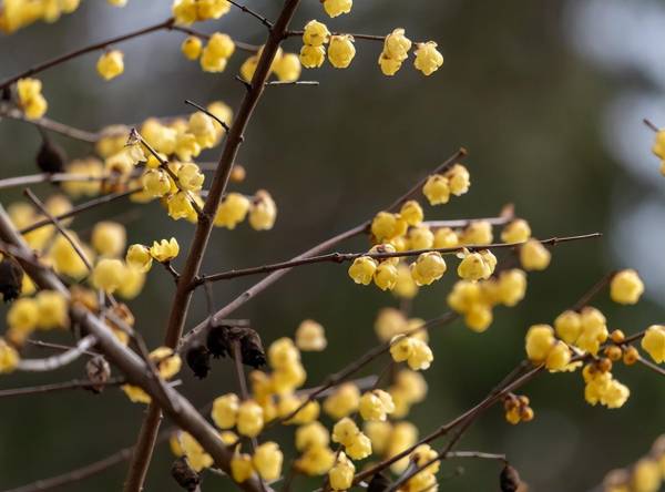 梅花盆景怎么养护_https://www.86362.com_花卉_第3张