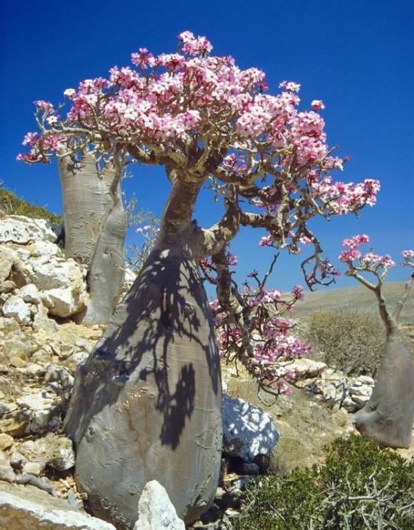 必买长寿花品种有哪些_https://www.86362.com_花卉_第19张