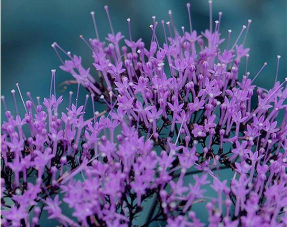 夕雾花的花语是什么_https://www.86362.com_花语_第4张