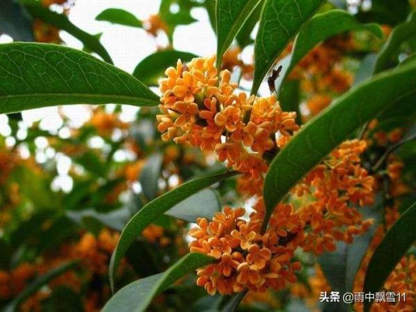 桂花养植注意事项是什么_https://www.86362.com_花卉_第3张