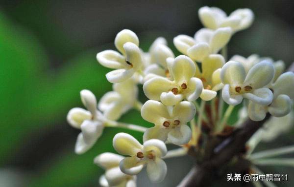 桂花养植注意事项是什么_https://www.86362.com_花卉_第5张