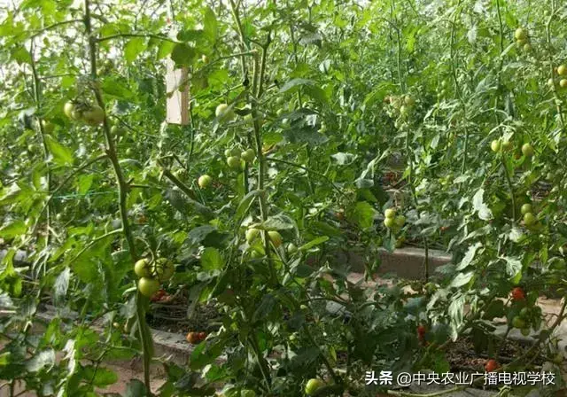 西红柿种植怎样打理_https://www.86362.com_花卉_第6张