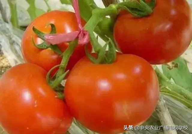 西红柿种植怎样打理_https://www.86362.com_花卉_第8张