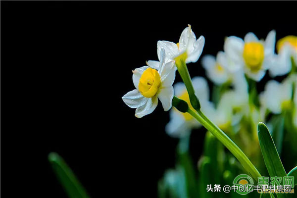 如何养水仙花盆栽_https://www.86362.com_花卉_第3张