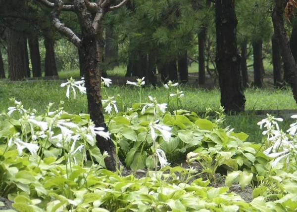 耐阴耐寒的室外花卉有哪些_https://www.86362.com_花卉_第4张