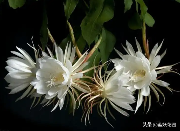 昙花怎么养殖方法_https://www.86362.com_花卉_第6张