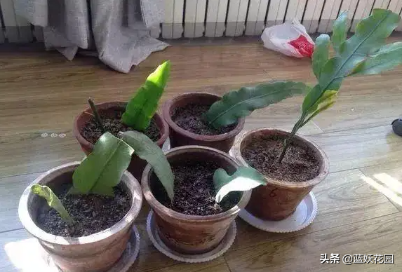 昙花怎么养殖方法_https://www.86362.com_花卉_第8张