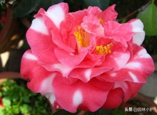 茶花品种有哪些_https://www.86362.com_花卉_第1张