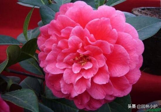 茶花品种有哪些_https://www.86362.com_花卉_第6张