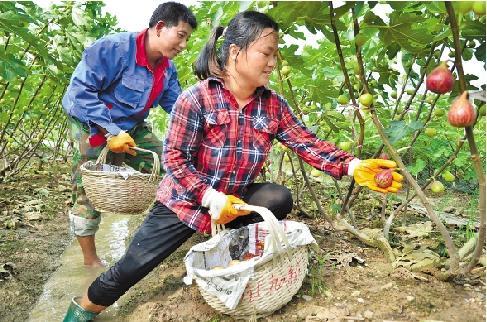 无花果的栽培技术要点_https://www.86362.com_花卉_第2张