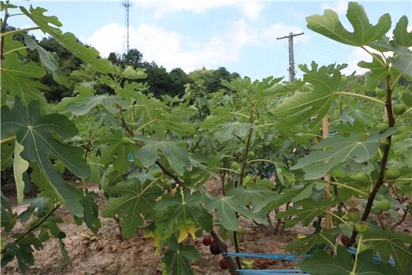 无花果的栽培技术要点_https://www.86362.com_花卉_第4张