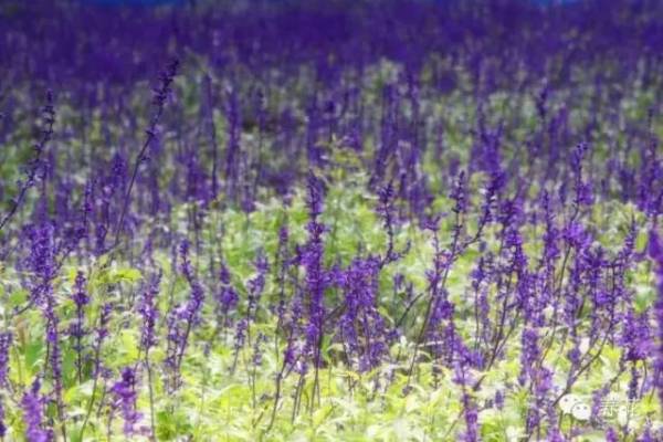 蓝花鼠尾草是一年生还是多年生_https://www.86362.com_花卉_第1张