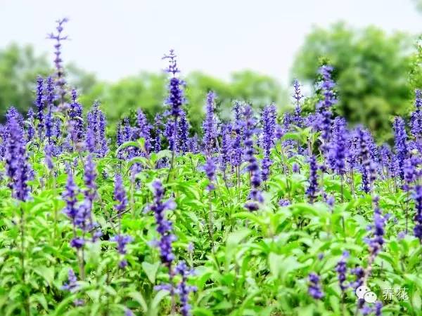 蓝花鼠尾草是一年生还是多年生_https://www.86362.com_花卉_第4张