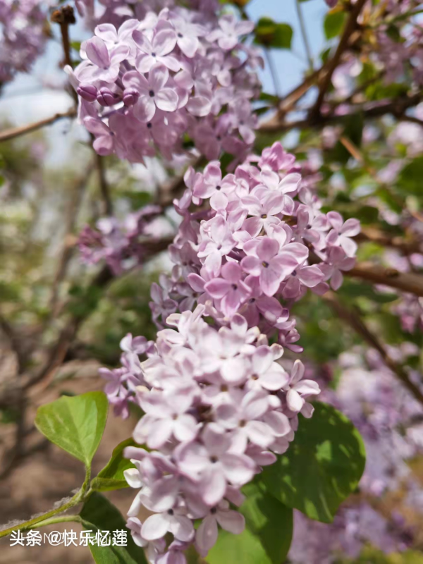 丁香花什么季节开花