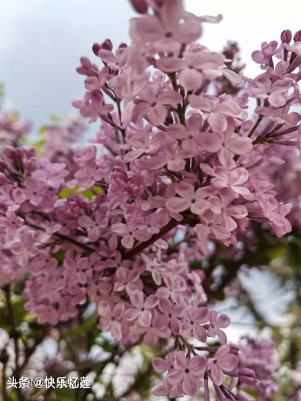 丁香花什么季节开花_https://www.86362.com_花卉_第4张