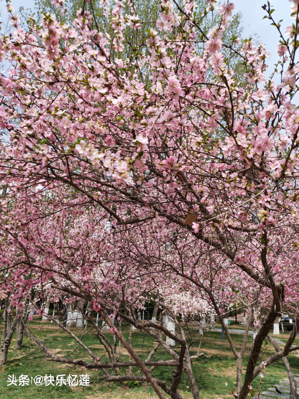 丁香花什么季节开花_https://www.86362.com_花卉_第9张