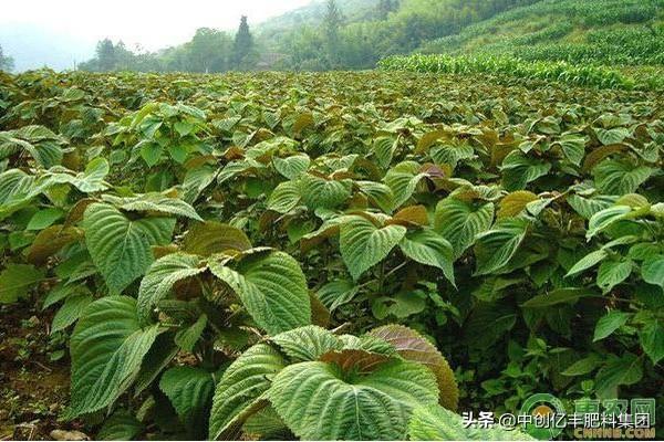 紫苏种植时间和方法_https://www.86362.com_花卉_第3张