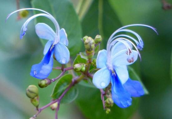 仙客来花语代表什么意思_https://www.86362.com_花语_第4张