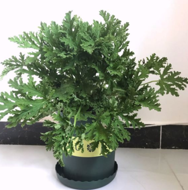 驱蚊草品种有哪些_https://www.86362.com_花卉_第5张