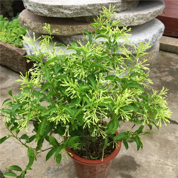 驱蚊草品种有哪些_https://www.86362.com_花卉_第8张