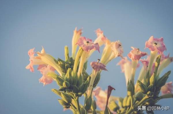 烟草花什么时候开花_https://www.86362.com_花卉_第1张