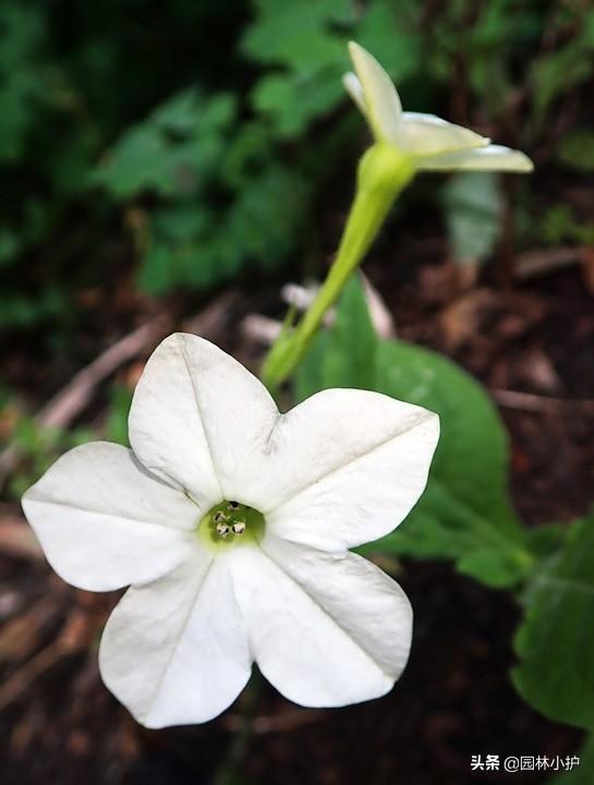 烟草花什么时候开花_https://www.86362.com_花卉_第4张