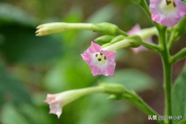 烟草花什么时候开花_https://www.86362.com_花卉_第5张