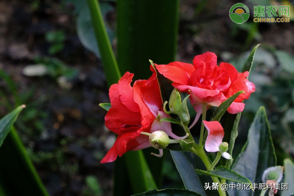 凤仙花种子种植方法和时间