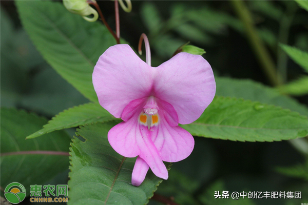 凤仙花种子种植方法和时间_https://www.86362.com_花卉_第2张