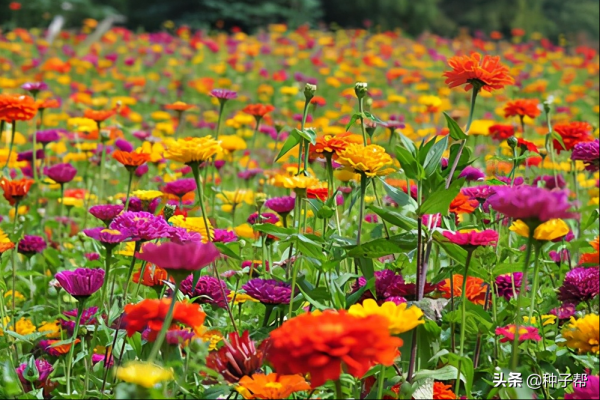 百日草种子什么时候播种_https://www.86362.com_花卉_第2张