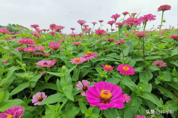 百日草种子什么时候播种_https://www.86362.com_花卉_第3张