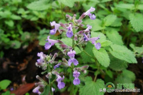 荆芥种子怎么种才发芽快_https://www.86362.com_花卉_第1张