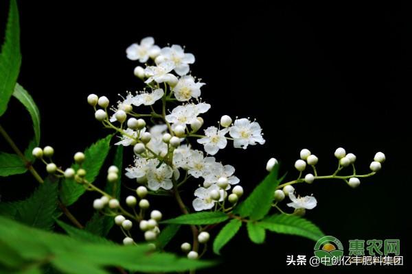 珍珠梅盆景怎样浇水最好_https://www.86362.com_花卉_第3张