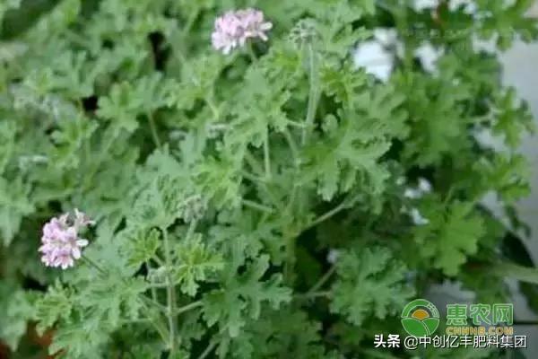 迷迭香的花期在几月份_https://www.86362.com_花卉_第2张