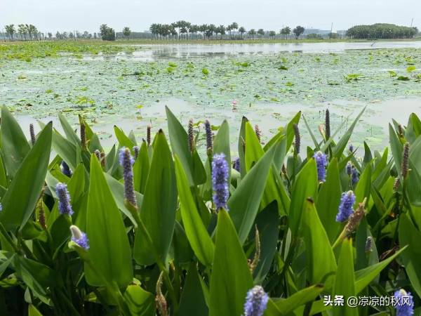 荷花的寓意和象征_https://www.86362.com_花语_第4张