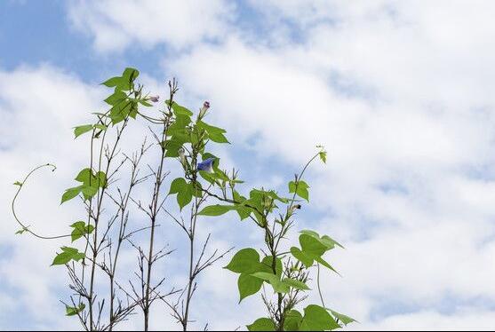 牵牛花的象征意义是什么_https://www.86362.com_花语_第4张