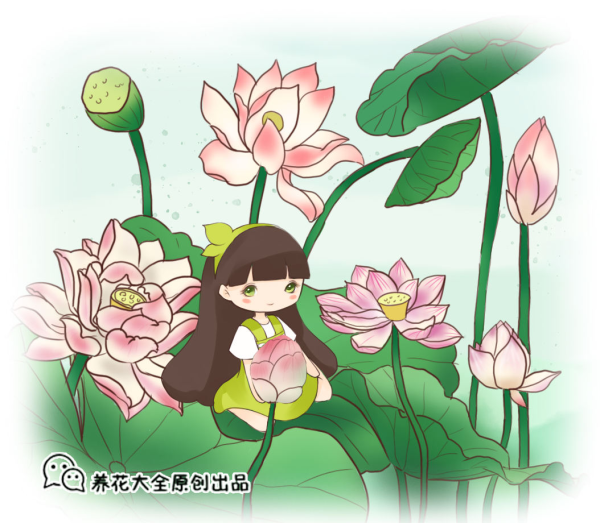 荷花有哪些品种_https://www.86362.com_花卉_第1张