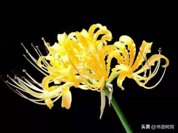 彼岸花花语是什么_https://www.86362.com_花语_第3张