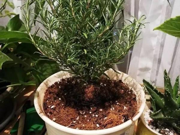 迷迭香的种植方法与价值_https://www.86362.com_花卉_第7张