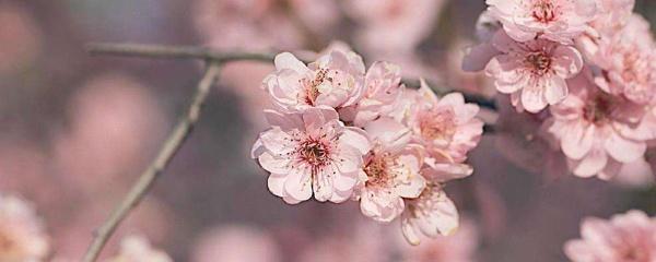 梅花几月份开花