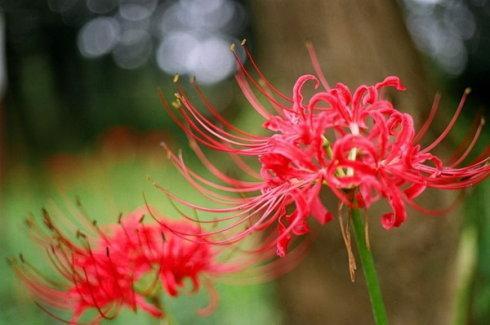 彼岸花如何种植方法_https://www.86362.com_花卉_第3张