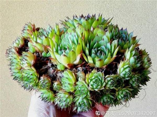 多肉植物包括哪些品种_https://www.86362.com_多肉_第3张