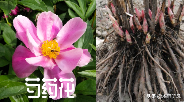 白芍适合哪些地方种植_https://www.86362.com_花卉_第3张