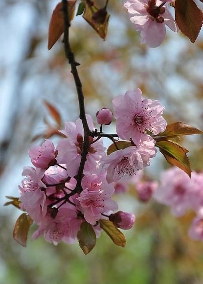 梅花的特点是什么_https://www.86362.com_花卉_第1张