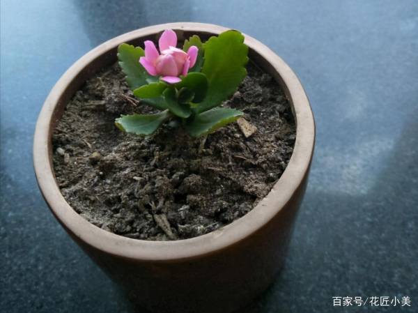 长寿花容易养活吗_https://www.86362.com_花卉_第3张