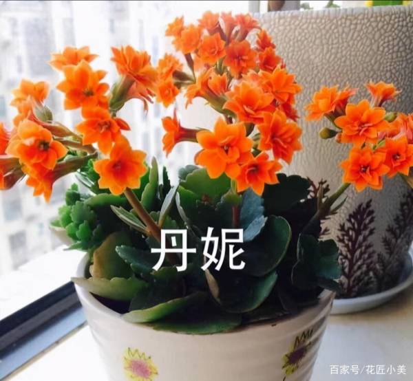 长寿花容易养活吗_https://www.86362.com_花卉_第4张