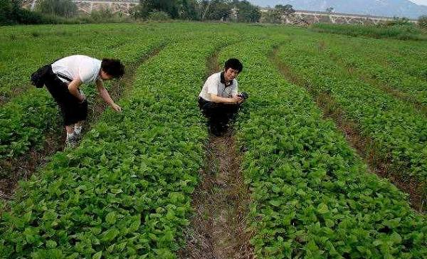 桑树怎样育苗最好_https://www.86362.com_花卉_第4张