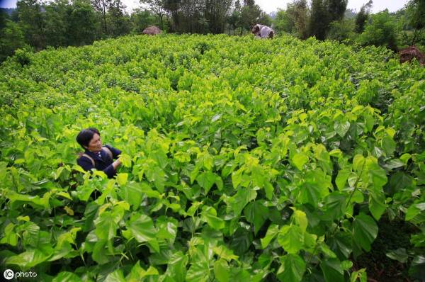 桑树怎样育苗最好_https://www.86362.com_花卉_第6张